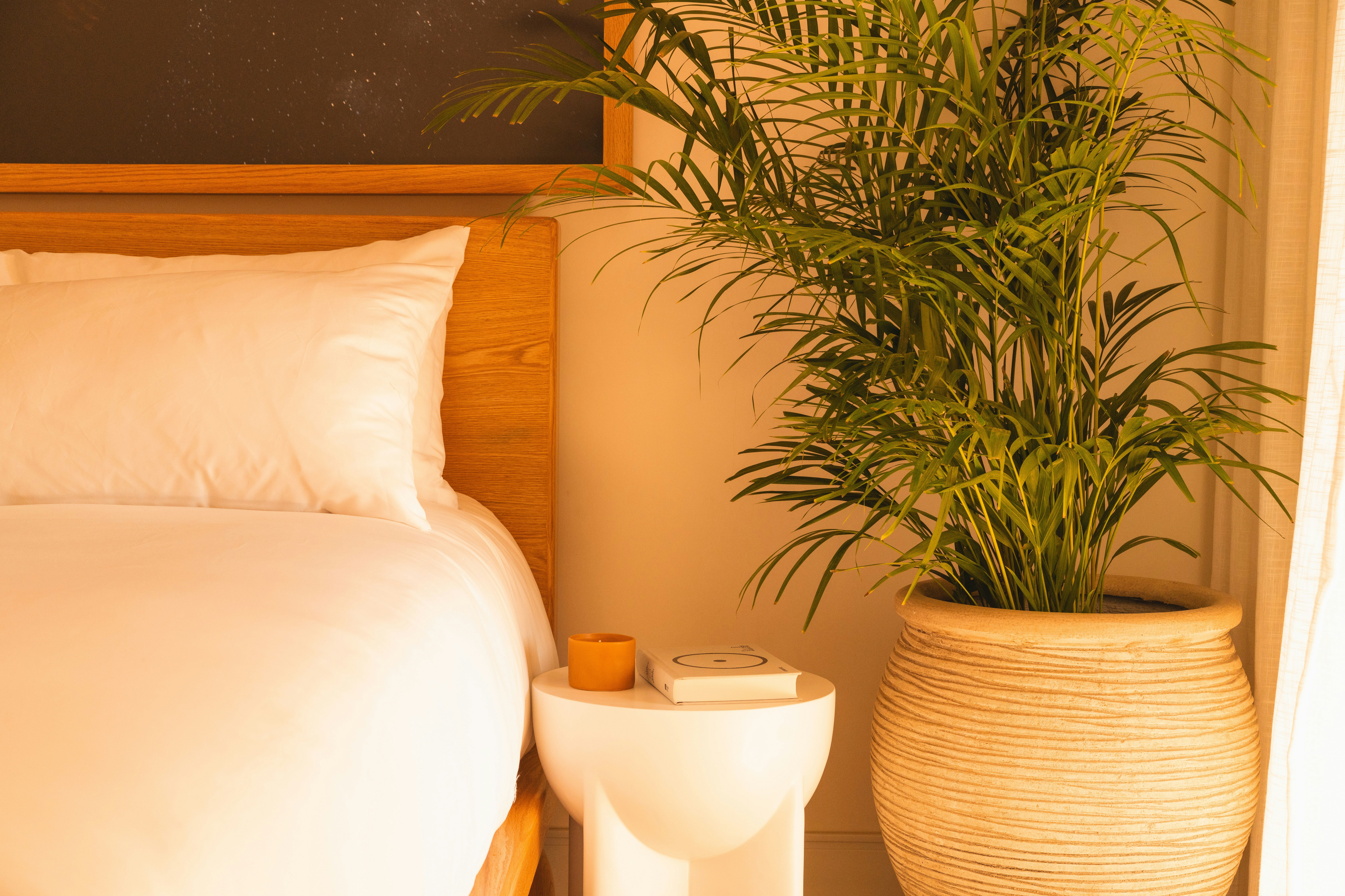 A bed, a nightstand, and a large plant in an apartment bedroom